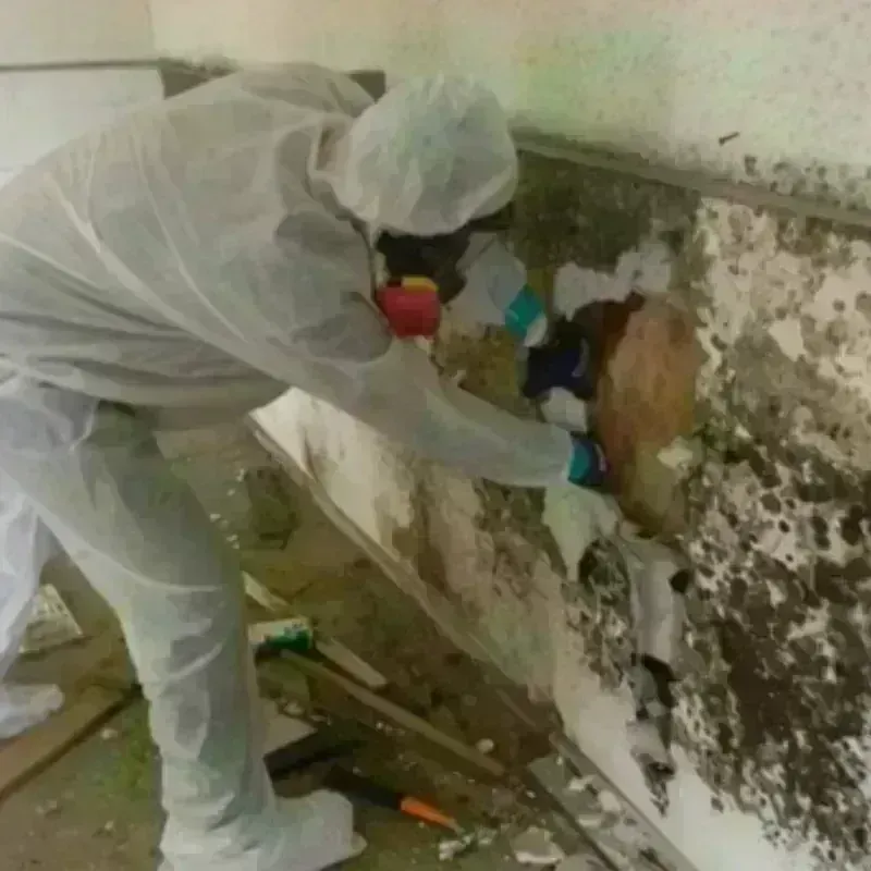 Mold Remediation and Removal in Dooms, VA